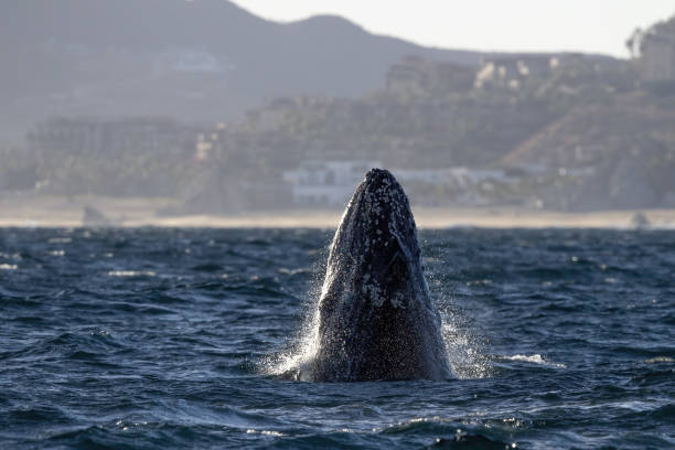 istock humpback whale breaching on pacific ocean background in cabo san lucas mexico 1447138441