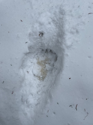 A New Hampshire black bear leaves a few last tracks before winter hibernation