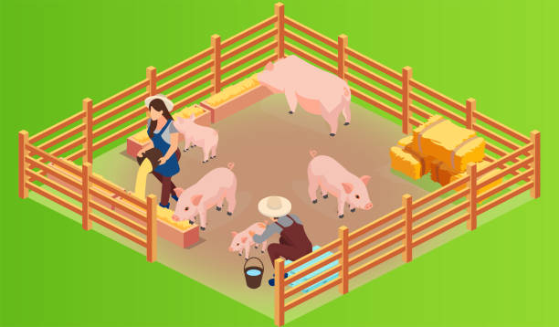 вектор свинофермы и фарменры с розовыми растущими поросятами, которых кормят - farmer pig domestic pig farm stock illustrations