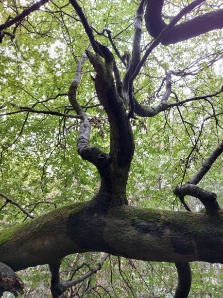 istock Twisted Tree UK Woodland 1447141998