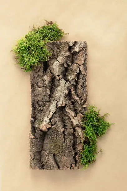 Photo of Creative composition for design with bark tree and moss, wooden texture on beige background for organic cosmetic products.  Flat lay