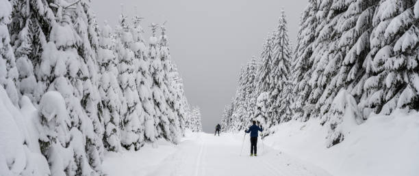 istock Cross-country skiing in winter nature 1447143128
