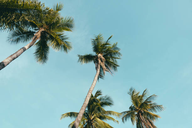 istock Close up of coconut trees with blue sky background. 1447144955