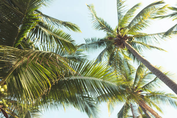 istock Close up of coconut trees with blue sky background. 1447144963