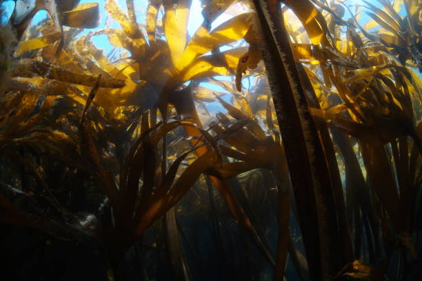 istock Kelp algae underwater in the Atlantic ocean Furbellow seaweed 1447145549