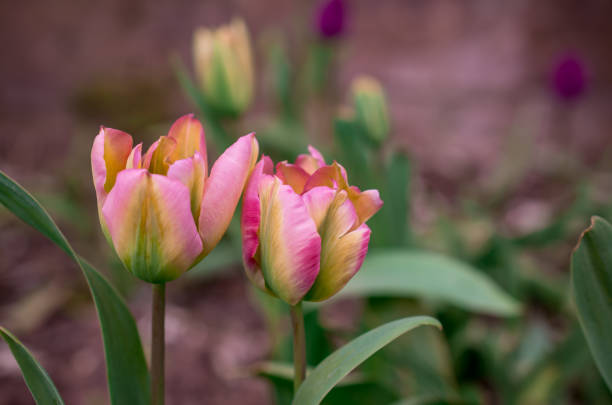 istock The blooming tulips in the spring garden 1447146703