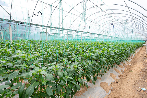 Chili Peppers Growing Greenhouse Modern Agriculture Fujian Province China