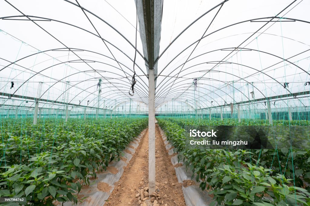 Modern agriculture. Peppers grown in a greenhouse Chili Peppers Growing Greenhouse Modern Agriculture Fujian Province China Botany Stock Photo