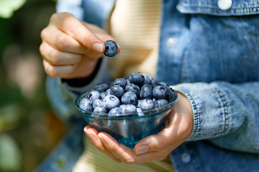 Woman holding bowl with Frozen blueberry fruits. Harvesting concept. Female hands collecting berries. Healthy eating concept. Stocking up berries for winter Vegetarian vegan food. Dieting nutrition