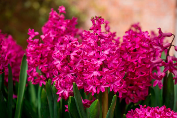 istock pink hyacinth , spring time colourful flowers 1447147004