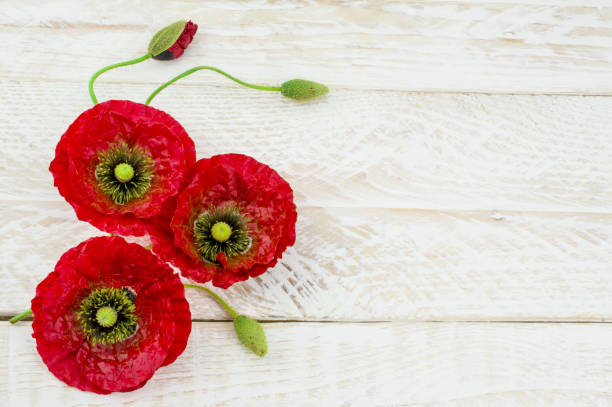 istock Pink  red poppy  flowers in spring 1447147153