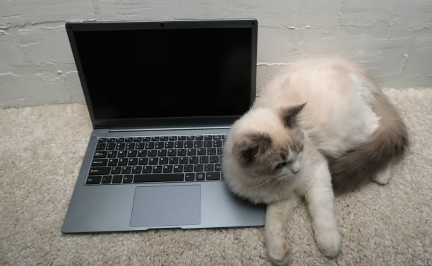 istock White cat with laptop. Ragdoll kitty. 1447147167