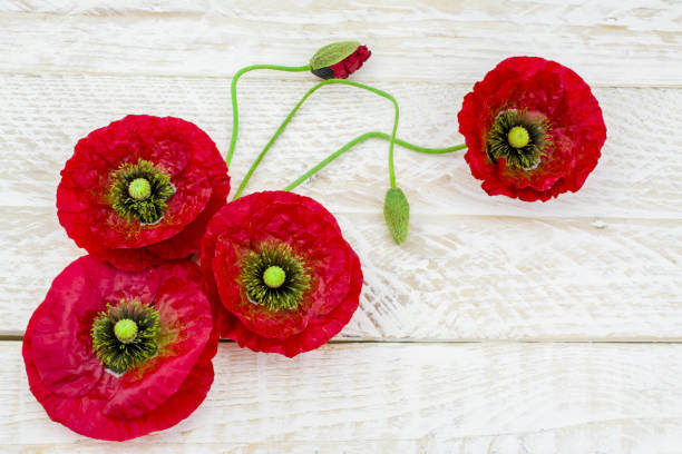 istock Pink  red poppy  flowers in spring 1447147172