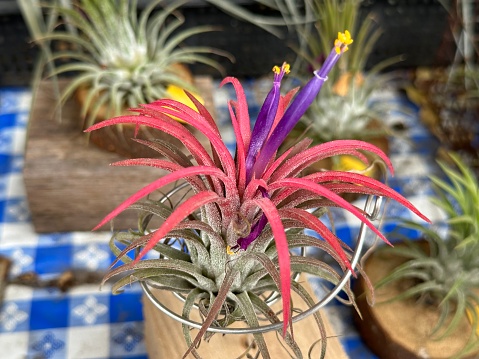 Beautiful colorful pineapple air plant