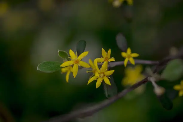 Yellow flowers of hypericum perforatum, St. John s worts