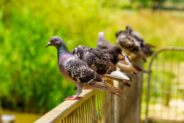 istock Pigeons, in the Yarkon Park 1447149463