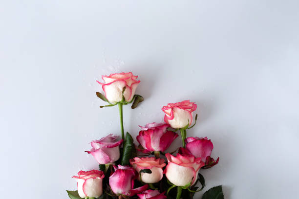 istock A bunch of wet pink roses on a white background. 1447149698