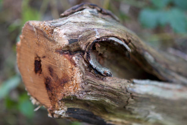 istock Sawn off tree branch on the ground 1447150335