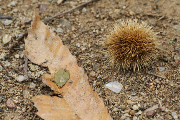 istock Chestnut husk and a dead leaf on the ground 1447150376