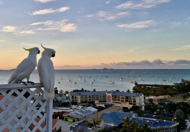 Two cockatoos watching the sunset in Airlie Beach, Australia.