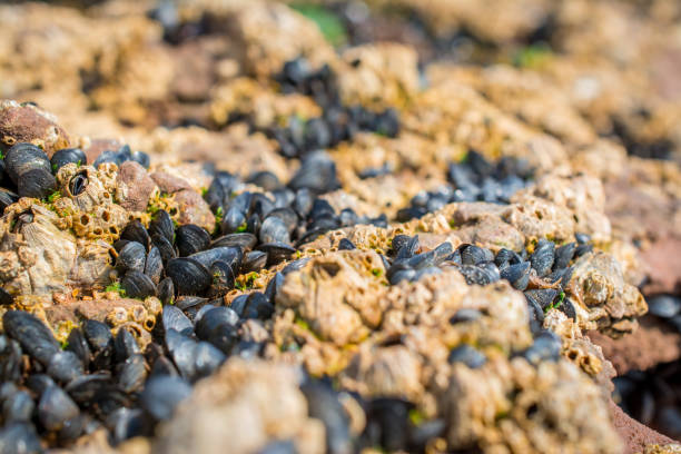 istock mussels on rocky background 1447153390