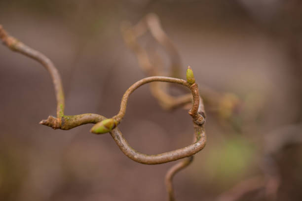 istock Young tree leaf and bud. New spring foliage appearing on branches. 1447153658