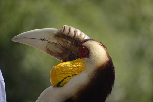 julang emas. wreathed hornbill. This bird has Latin: Rhyticeros undulatus, is a type of fruit-eating bird, Ficus, crabs, frogs which have habitats in lowland forests, hills