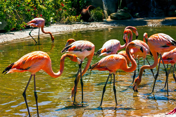 istock Flamingos in the water. 1447155801