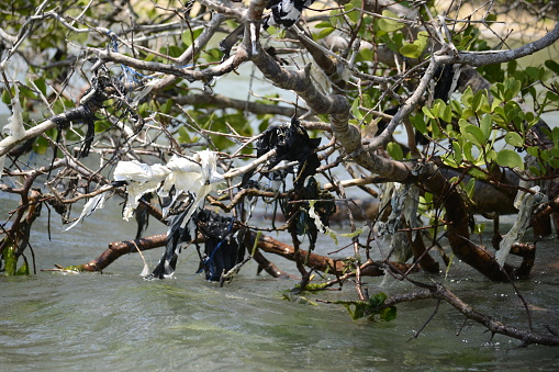 plastic waste caught on tree branches above the water