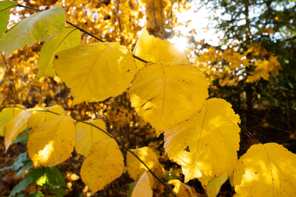 Colorful leaves of Wych elm during fall foliage in Estonia Colorful leaves of Wych elm during fall foliage in Estonia, Northern Europe wych elm stock pictures, royalty-free photos & images