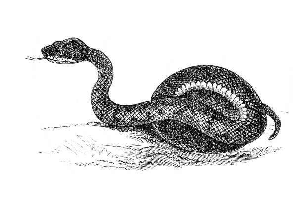 illustrations, cliparts, dessins animés et icônes de vipère - european adder illustrations