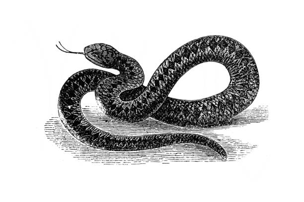 illustrations, cliparts, dessins animés et icônes de vipera berus, l’additionneur européen commun ou vipère européenne commune, est un serpent venimeux - european adder illustrations