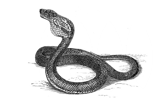 The Indian cobra (Naja naja), also known as the spectacled cobra, Asian cobra, or binocellate cobra