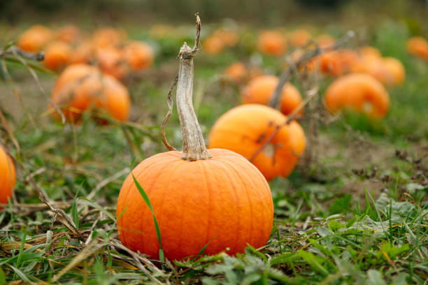 istock Field with a lot of pumpkins 1447164192