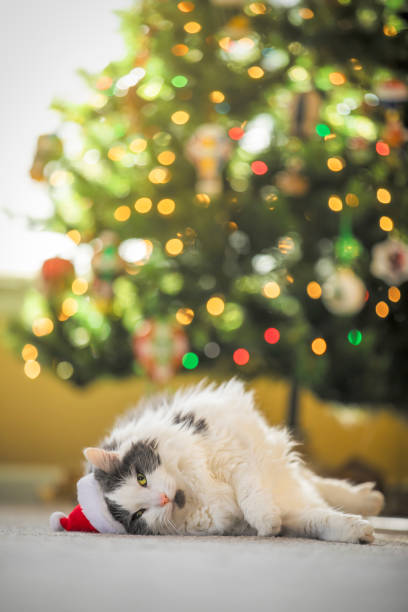 istock Too Much Christmas For Kitty in Santa Hat 1447165846