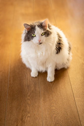 A very large and adorable white and gray longhair cat sitting on a wood floor, looking up.
