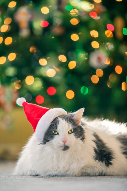 istock Cat in Santa Hat Under Christmas Tree 1447166091