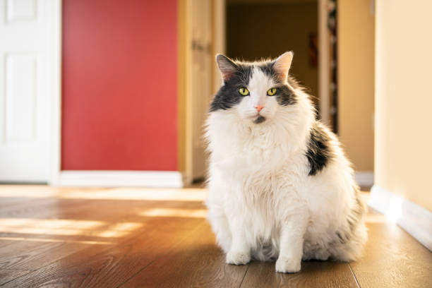 Large Longhair House Cat A beautiful white and gray, longhair cat in her home with copy space. chubby cat stock pictures, royalty-free photos & images