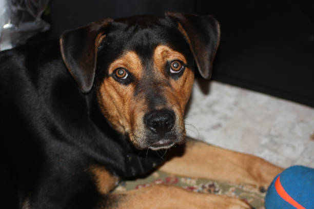 Rottweiler mix dog stock photo