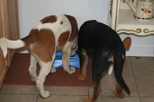 Back view of two dogs eating from dish stock photo