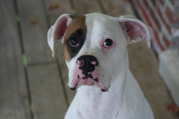 American Bulldog stock photo