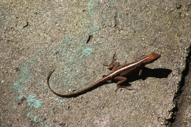 Florida lizard stock photo