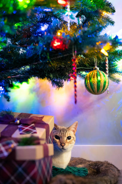 istock Bengal cat hiding behind Christmas presents 1447166779