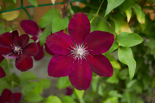Red flowers of Clematis viticella in the garden. Summer and spring time.