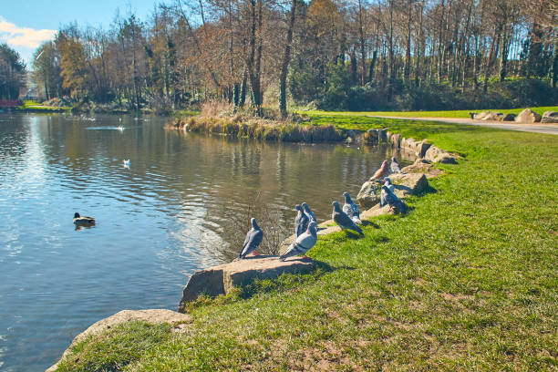 istock Green grass green trees in the beautiful park. 1447167998