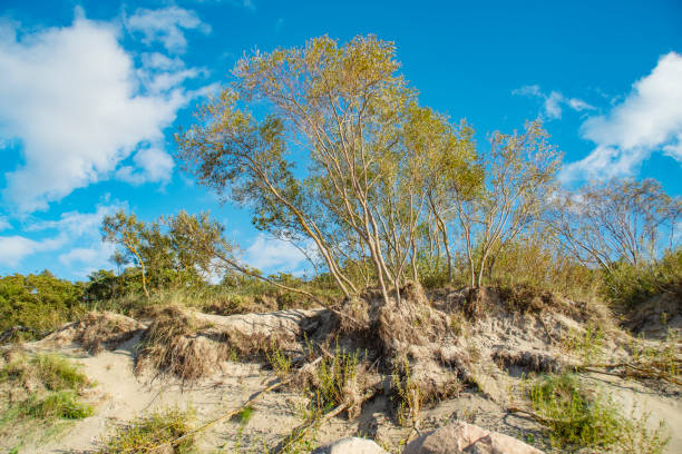 A withering whimsically twisted tree on a sandy shore near the sea. Unfavorable environment for plant survival. Background to the theme of drought and depletion of fertile soils.