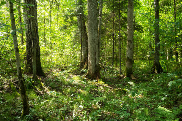 istock A lush old-growth deciduous forest on a summer day in Latvia 1447168394
