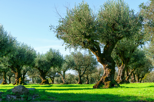 orchard of old tended olive trees showing twisted trunks on a clean green field