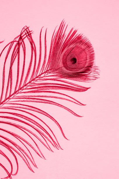 A luxurious peacock feather casts a light shadow on the wall. Demonstrating the colors of 2023 Viva Magenta. Vertical image, flat lay.