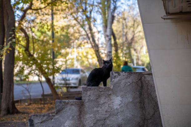 istock A black cat on the streets 1447171355
